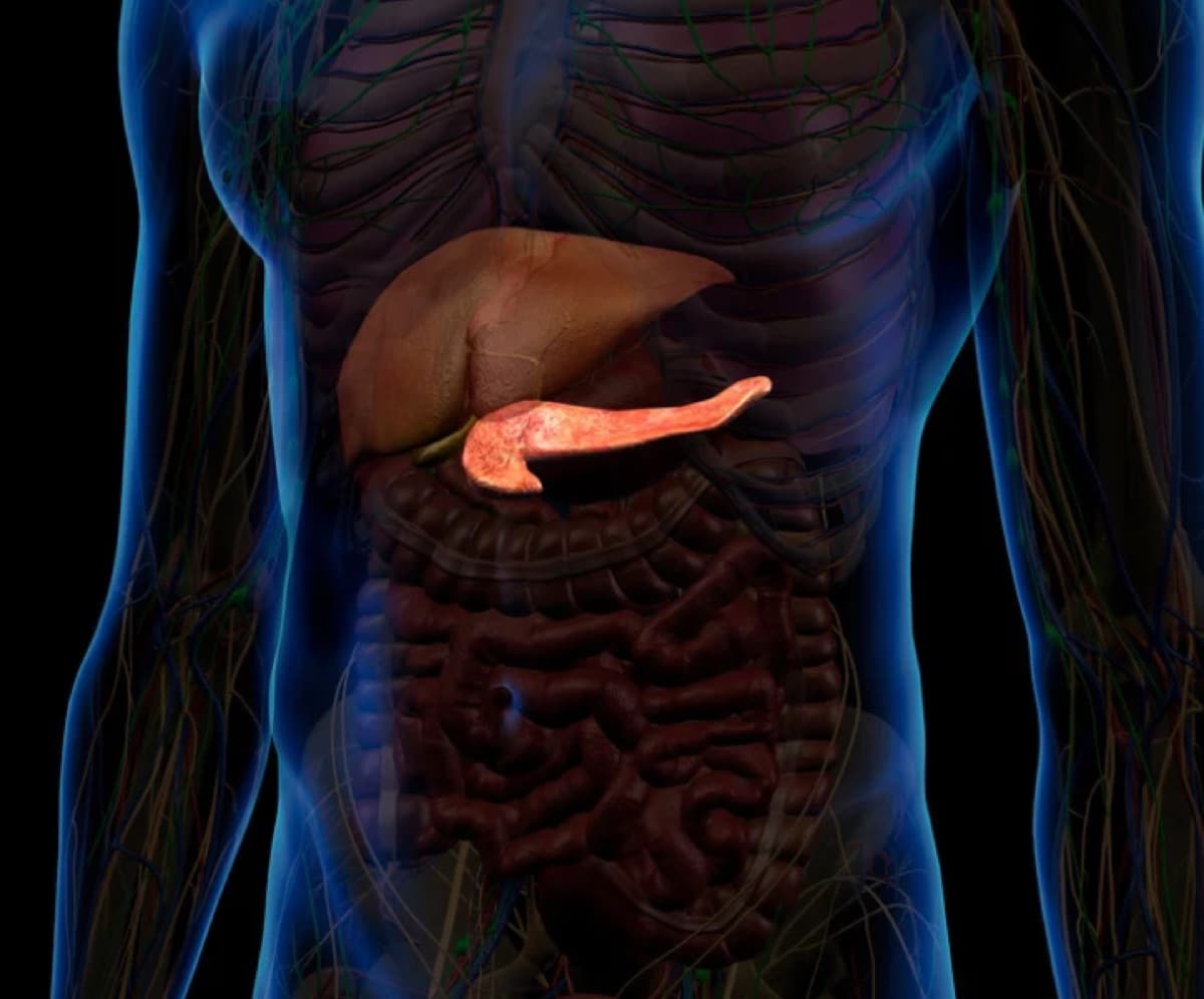 Câncer de pâncreas: por que emagrecer tanto e o que comer para se manter forte